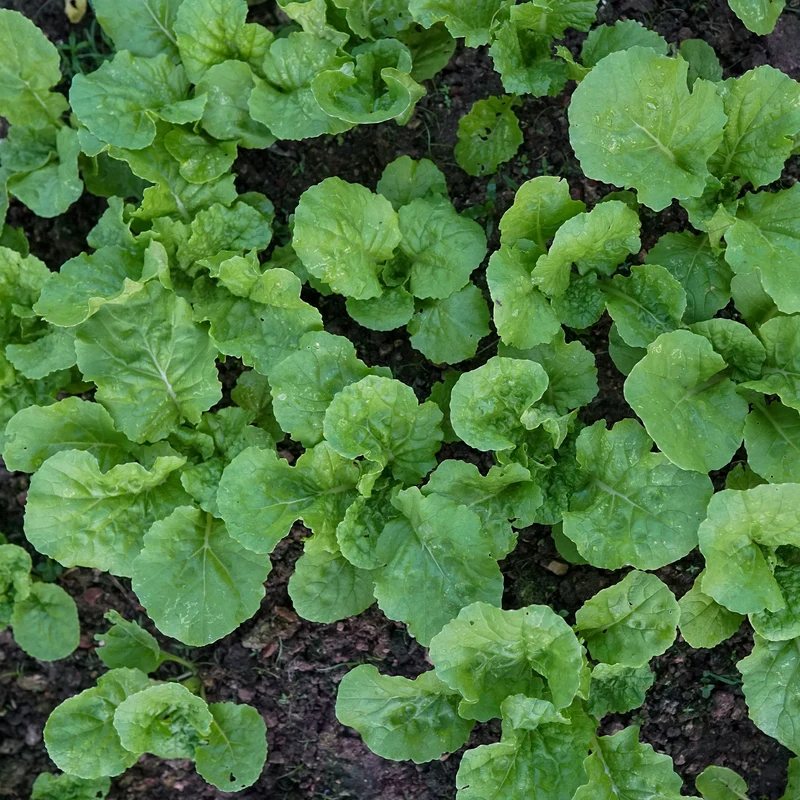 Herbstrübe grün