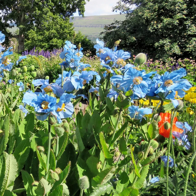 Blauer Tibet-Scheinmohn (x2)