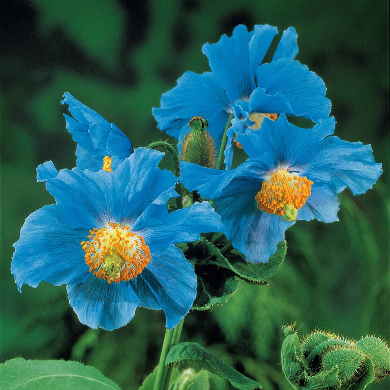 Blauer Tibet-Scheinmohn (x2)