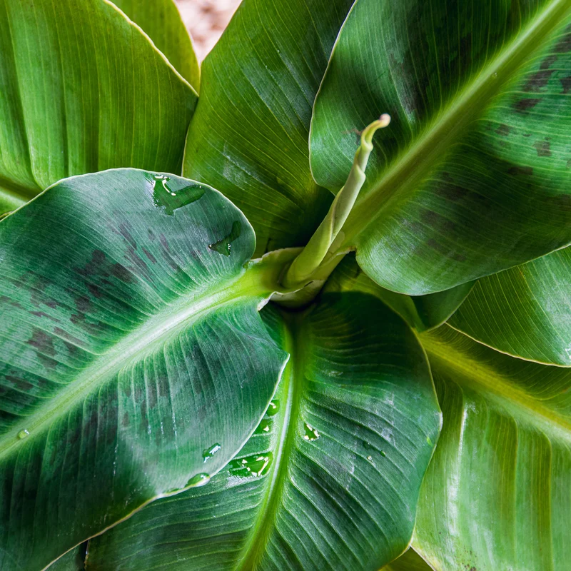 Zwergbanane Dwarf Cavendish