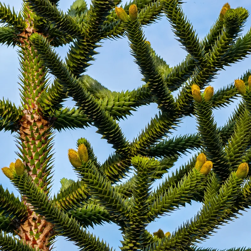 Affenbaum