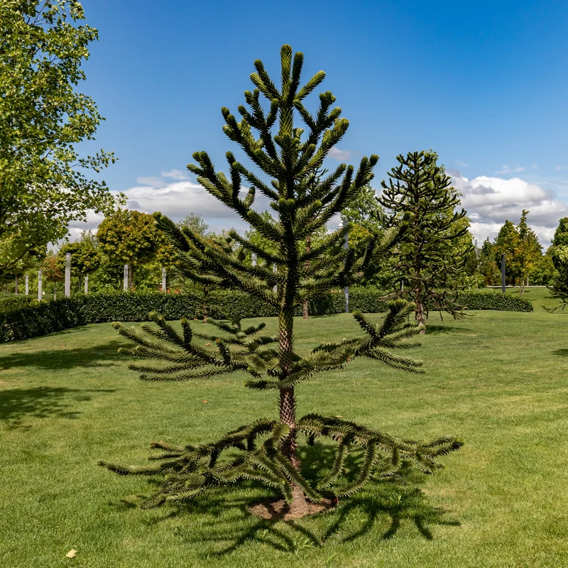 Affenbaum