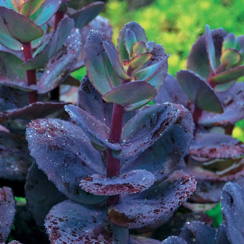 Sedum Blue Pearl
