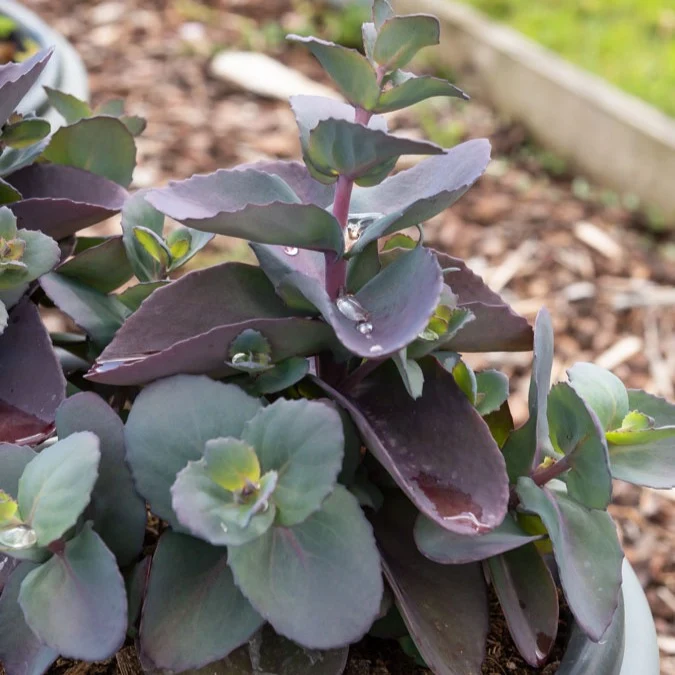 Sedum Blue Pearl
