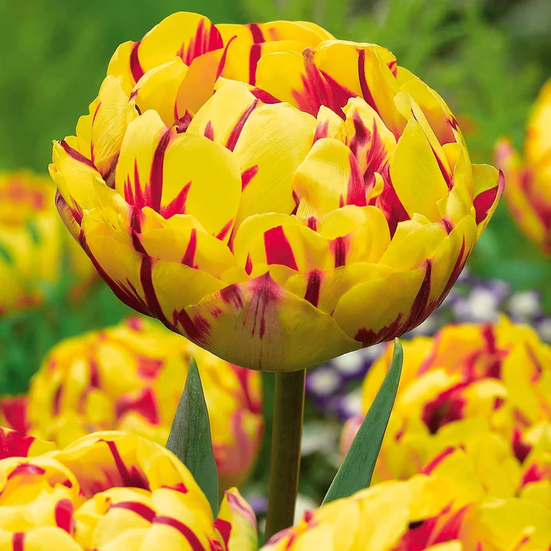 Pfingstrosenblütige Tulpen – Kollektion