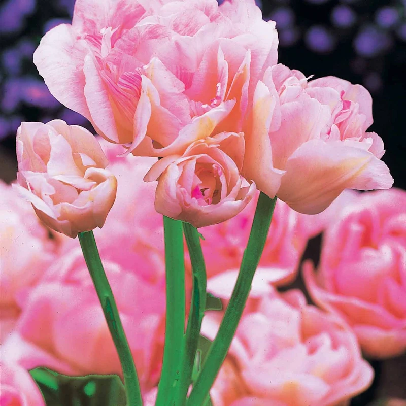 Pfingstrosenblütige Tulpen – Kollektion
