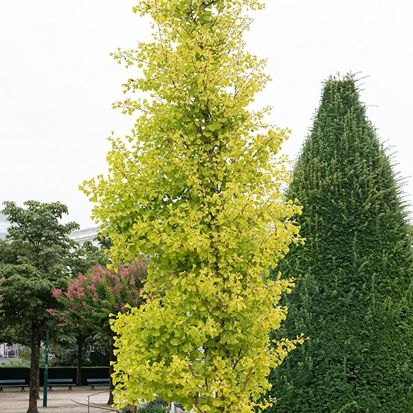 Ginkgo biloba 'Blagon'