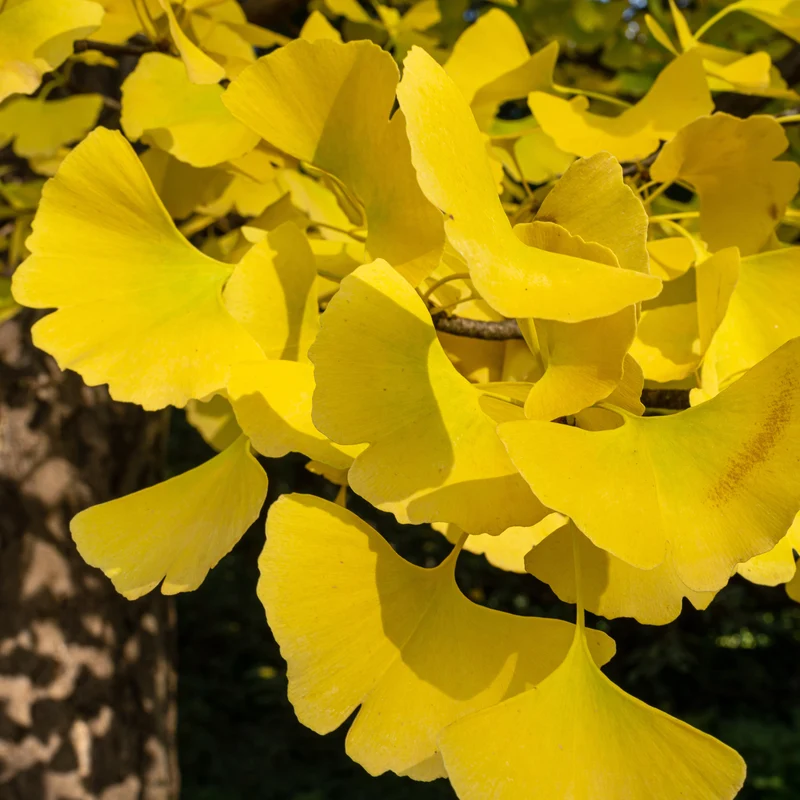 Ginkgo biloba 'Blagon'