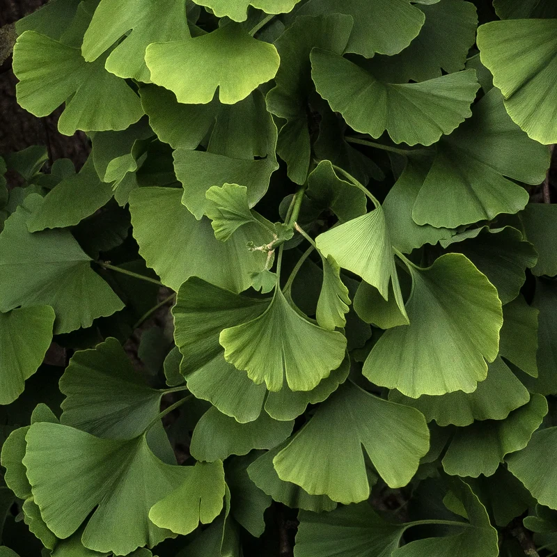 Ginkgo biloba 'Blagon'