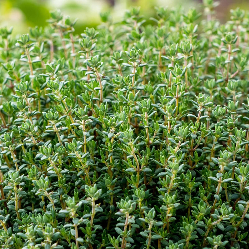 Thymian Pflanze