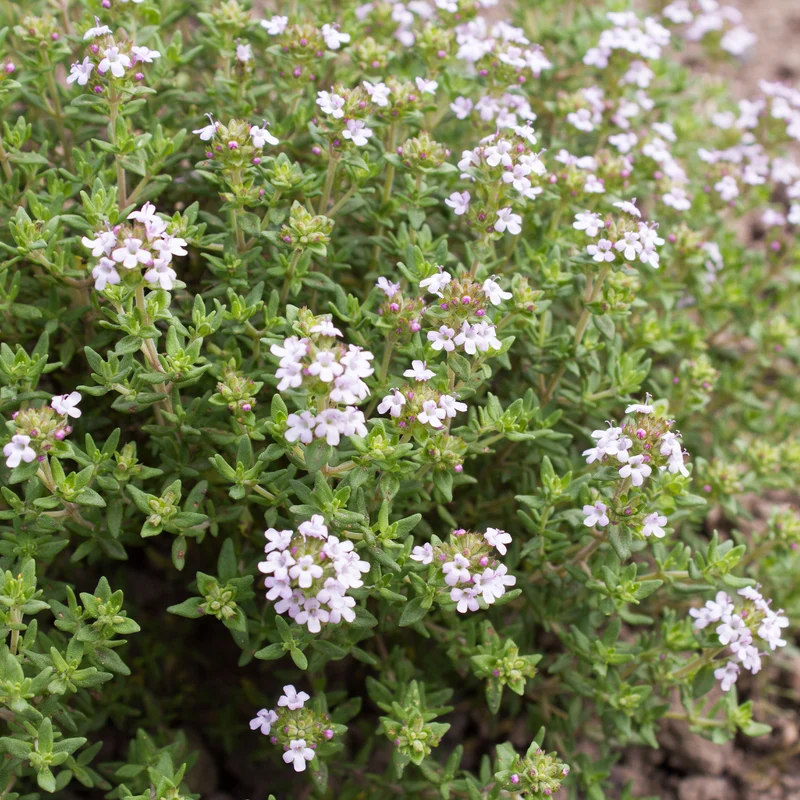 Thymian Pflanze