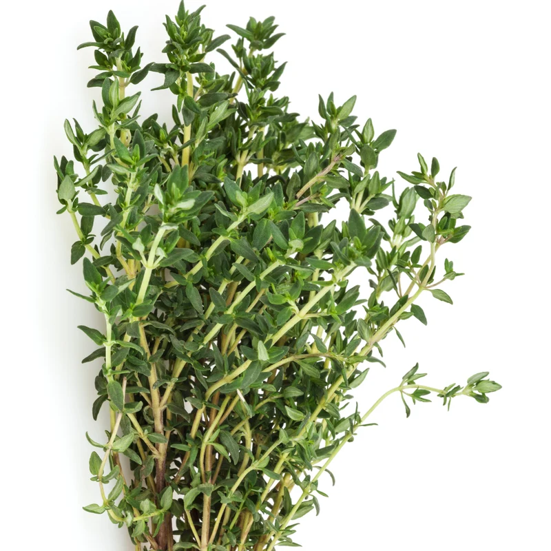 Thymian Pflanze