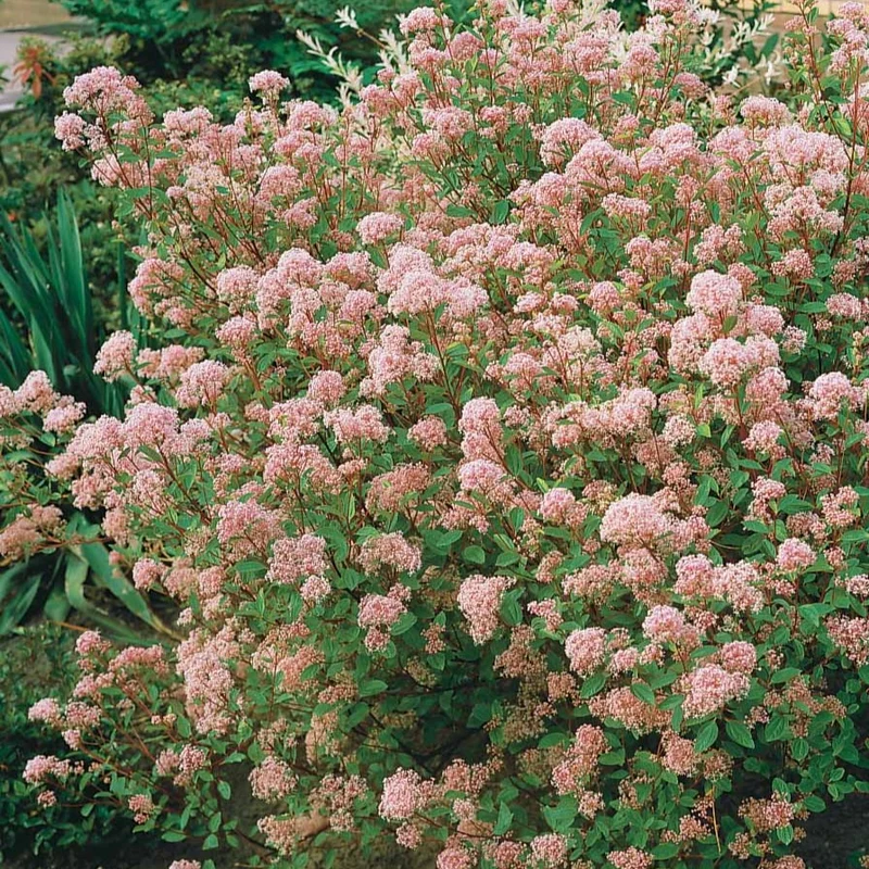 Säckelblume Marie Simon