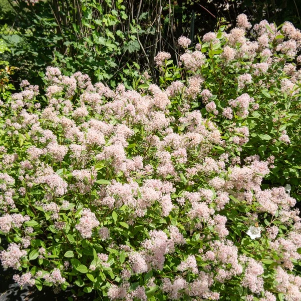 Säckelblume Marie Simon