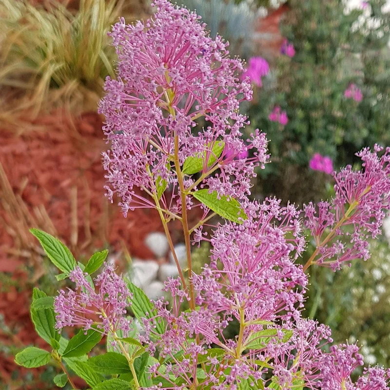 Säckelblume Marie Simon