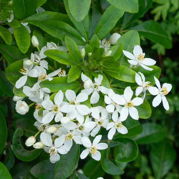 Orangenblume
