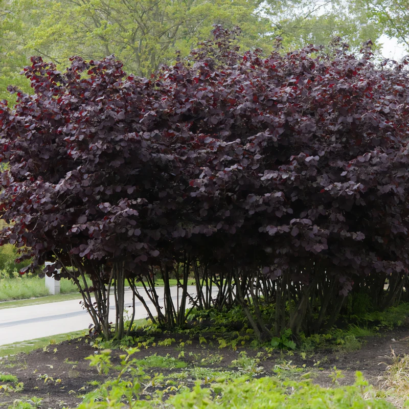 Bluthasel 'Purpurea'