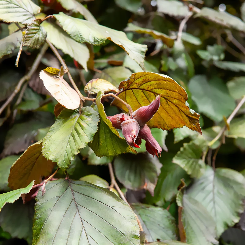 Bluthasel 'Purpurea'