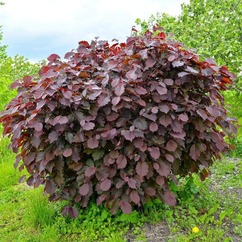 Bluthasel 'Purpurea'