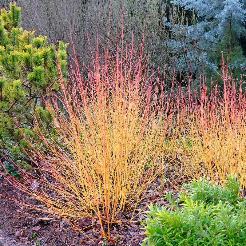 Blutroter Hartriegel Winter Flame ® Anny