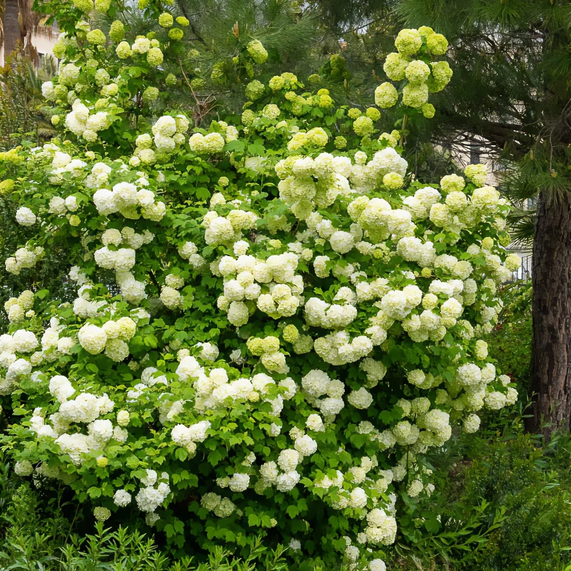 Schneeball ‘Roseum’