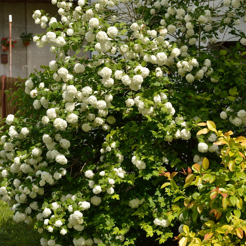 Schneeball ‘Roseum’