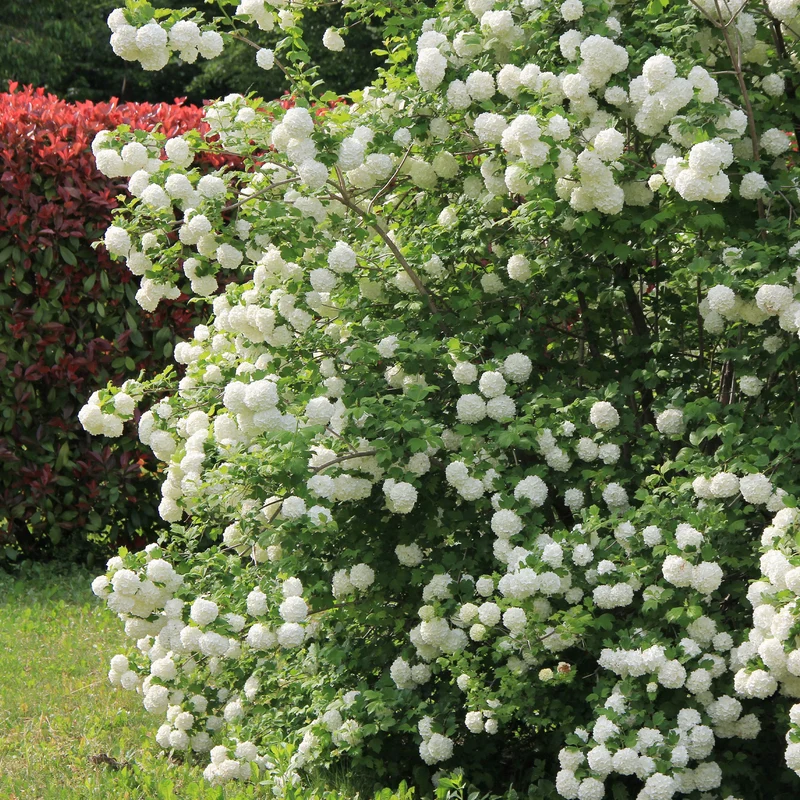 Schneeball ‘Roseum’