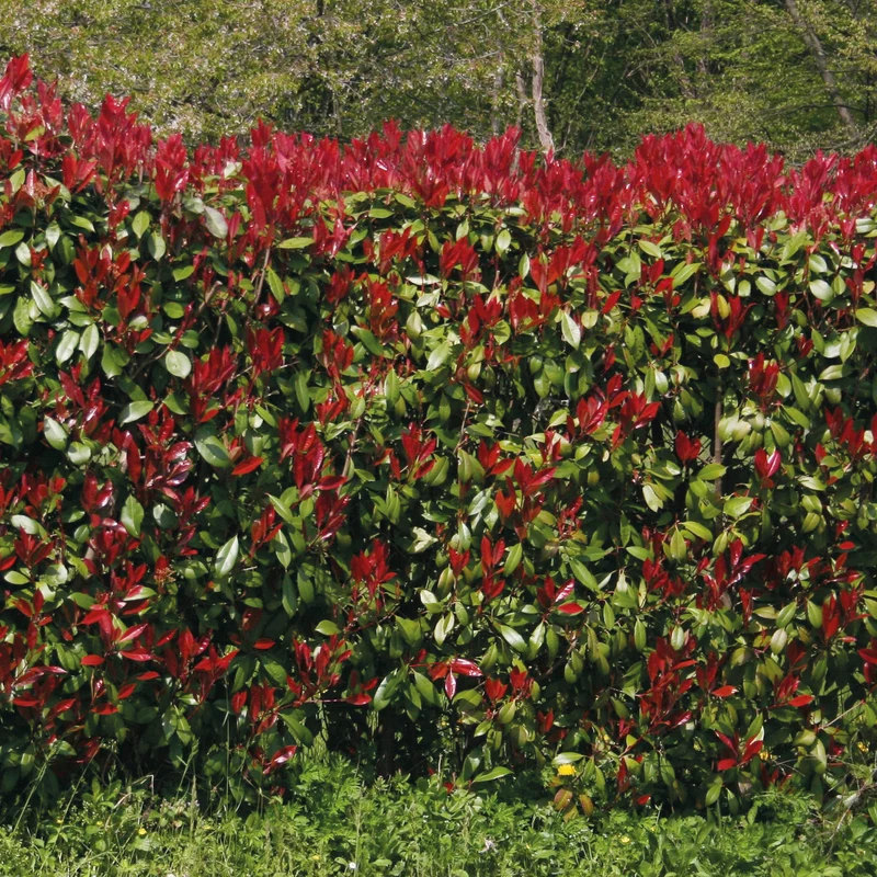 Glanzmispel 'Red Robin' (x3)