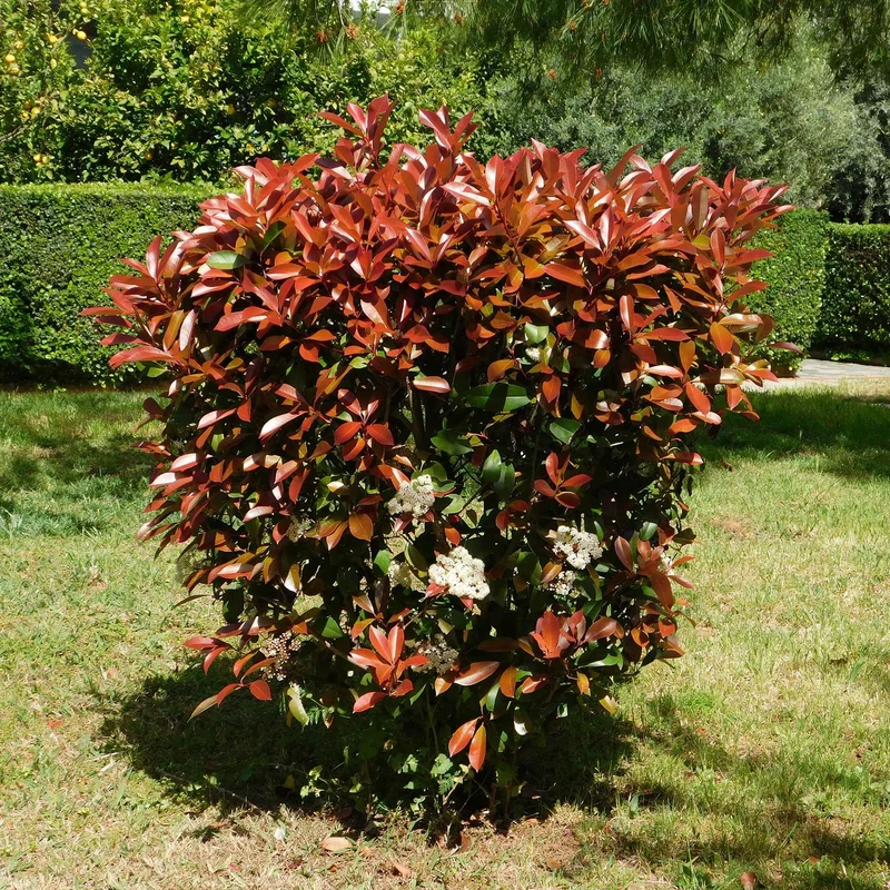 Glanzmispel 'Red Robin' (x3)