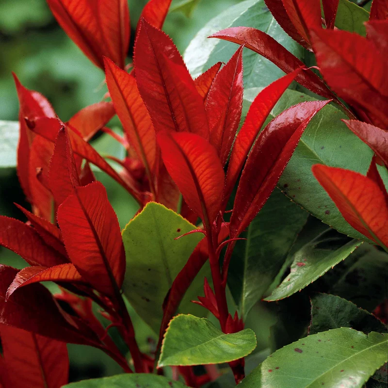 Glanzmispel 'Red Robin' (x3)