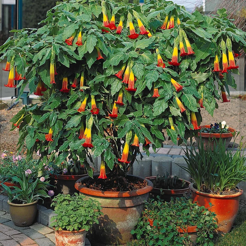 Brugmansia-Sammlung: Rot und Gold, Gelb, Rosa. (x3)