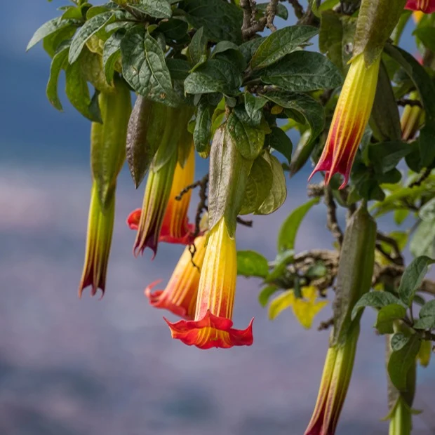 Brugmansia-Sammlung: Rot und Gold, Gelb, Rosa. (x3)
