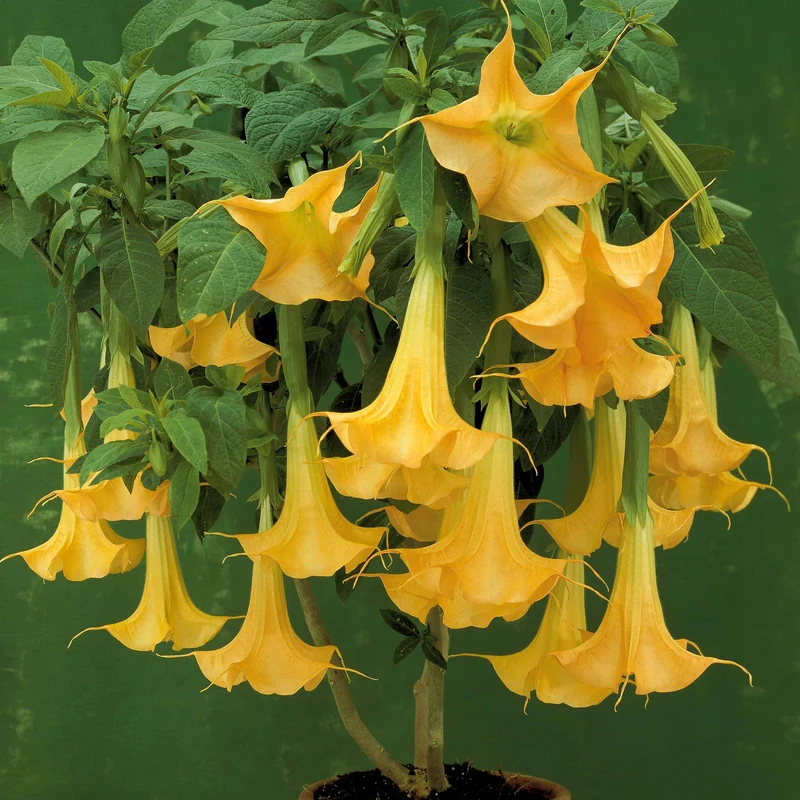 Brugmansia-Sammlung: Rot und Gold, Gelb, Rosa. (x3)