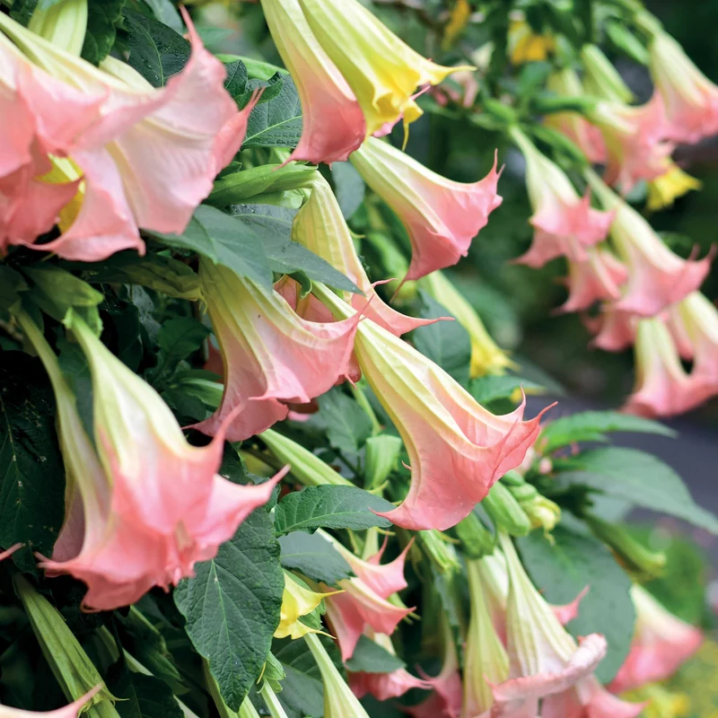 Brugmansia-Sammlung: Rot und Gold, Gelb, Rosa. (x3)