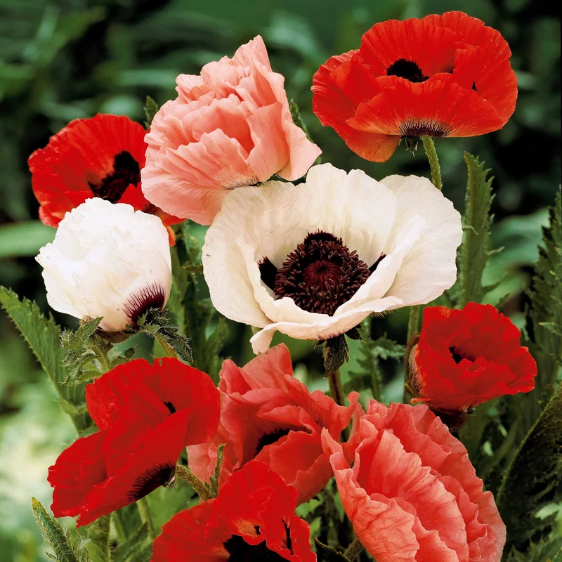 Orientalischer Mohn Mischung (x3)