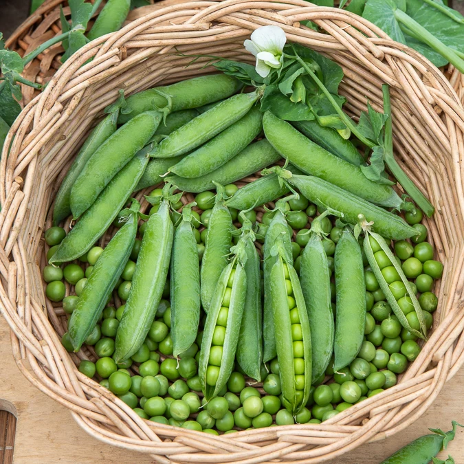 Markerbse ‘Petit Provençal’