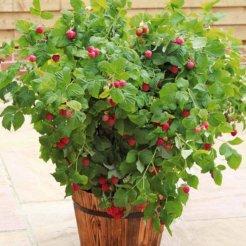 Himbeere Ruby Beauty