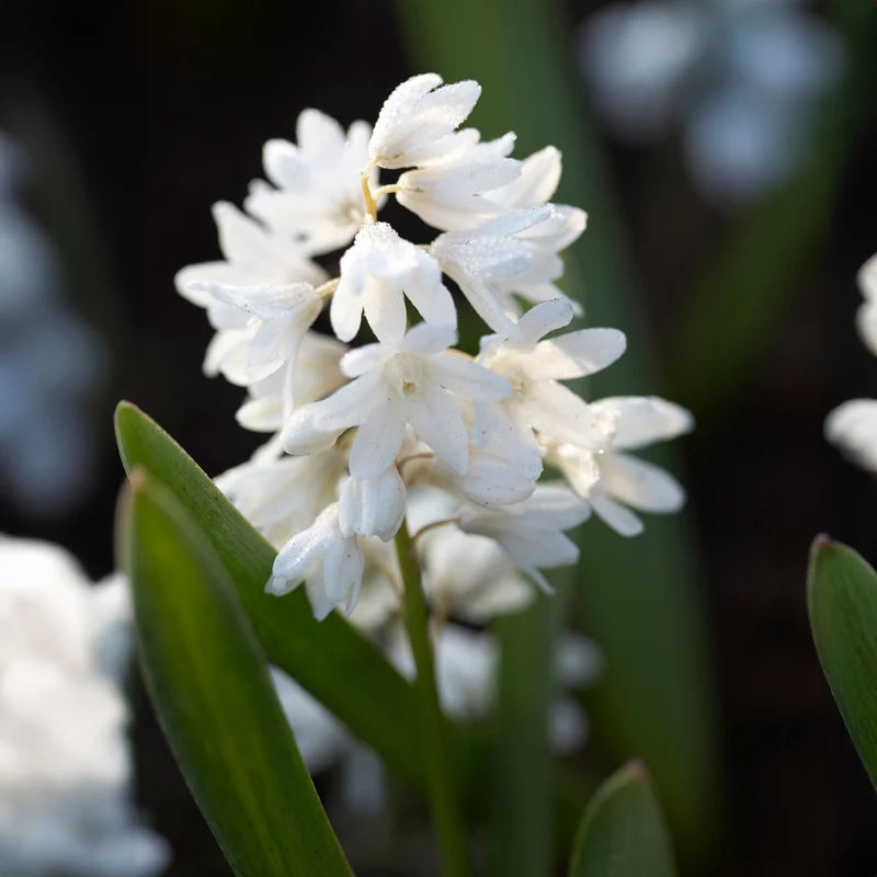 Puschkinia libanotica Alba (x20)