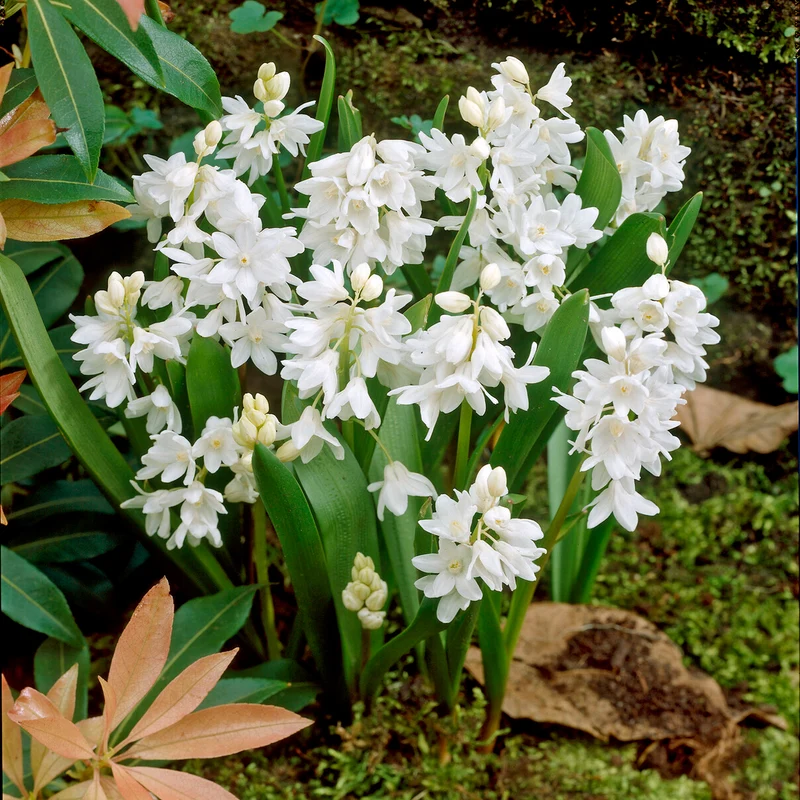 Puschkinia libanotica Alba (x20)