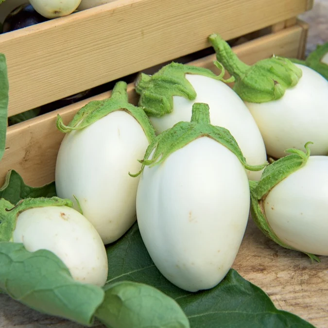 Aubergine ‘Blanche ronde à œufs’
