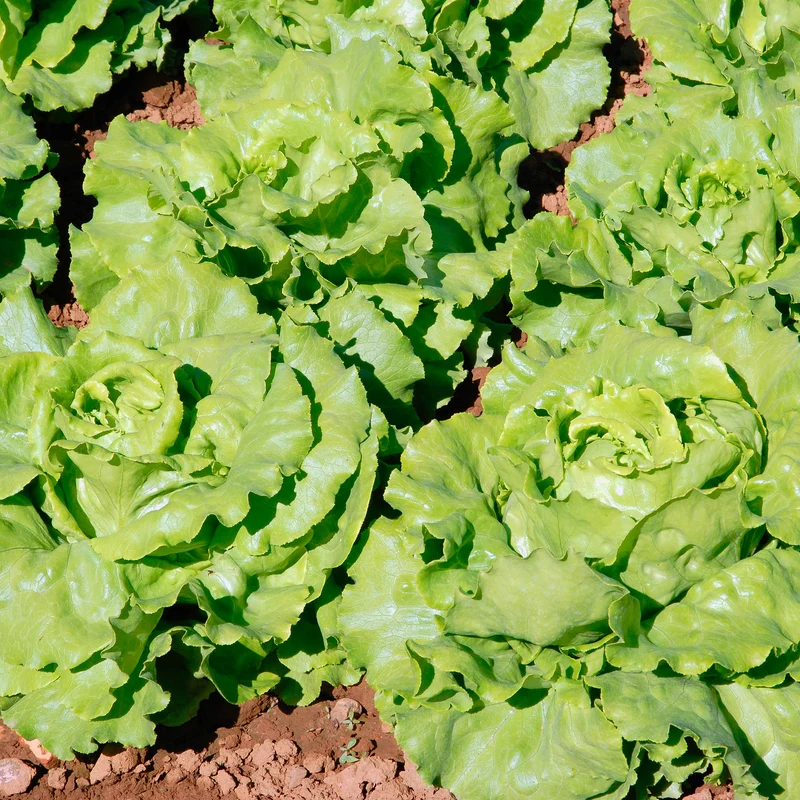 Kopfsalat Deliane