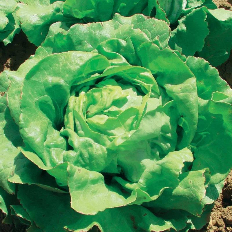 Kopfsalat Deliane