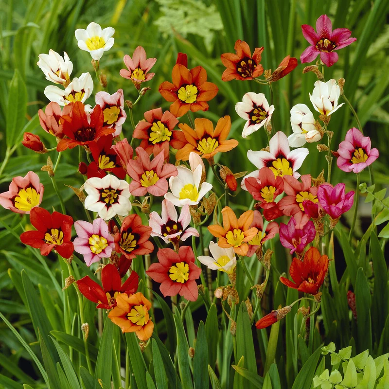 Sparaxis tricolor (x25)
