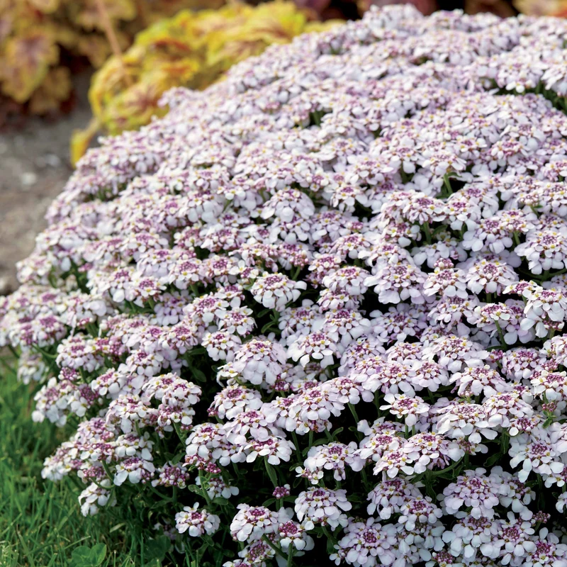 Schleifenblume Pink Ice