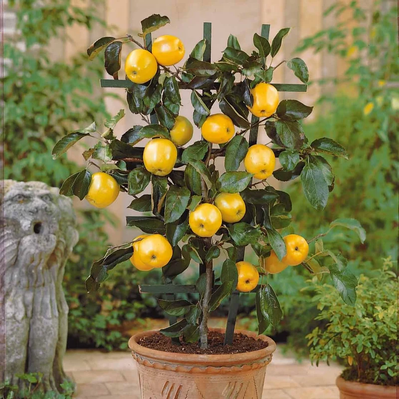 Zwergapfel ‘Golden Delicious’