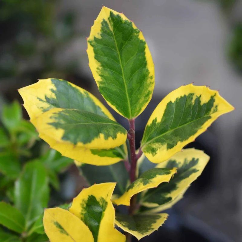 Stechpalme 'Golden King'