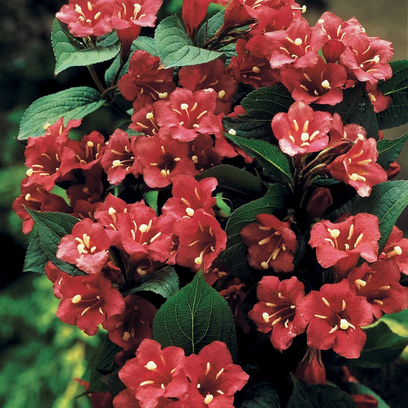 Weigelie Bristol Ruby auf Stamm