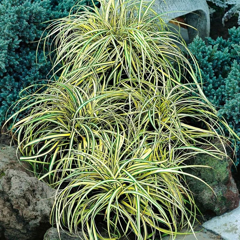 Japan-Segge ‘Evergold’