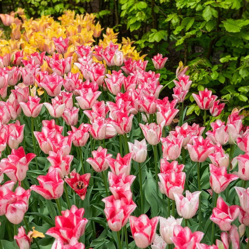 Tulpe ‘Beauty Trend’ (x10)