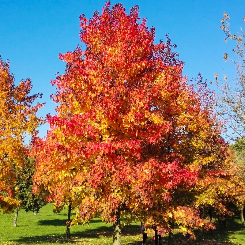 Amberbaum